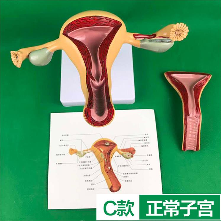 女性内生殖器官解剖模型医学人体子宫阴道卵巢输卵管模具模拟教具