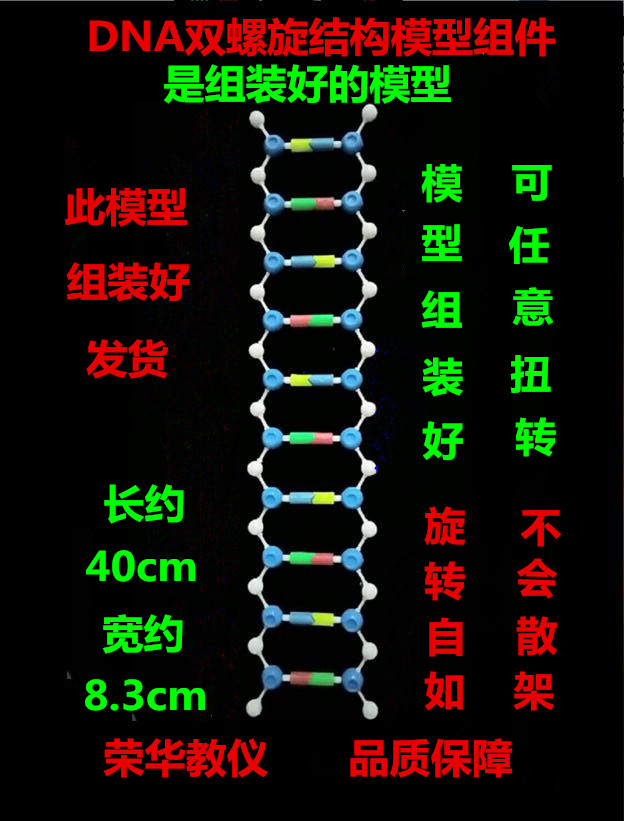 共238 件生物dna模型相关商品