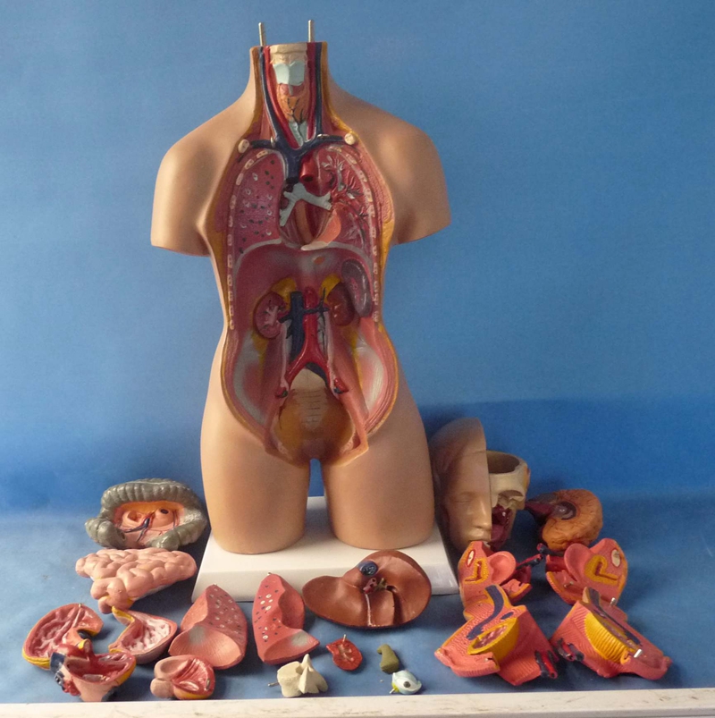 促销热卖55公分两性躯干19件解剖人体解剖模型医用教学讲解早教