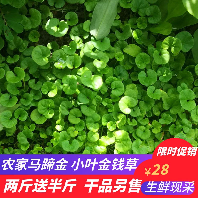 新鲜马蹄金野生小叶金钱草中草药材500g包邮金钱草茶