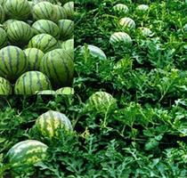 西瓜种植技术,西瓜种植技术视频,西瓜种植技术