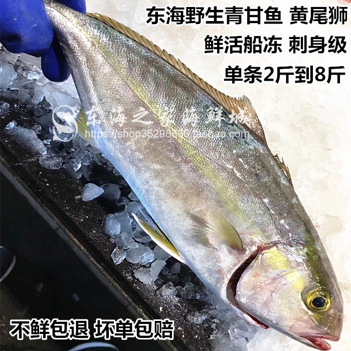 野生青甘鱼新鲜章红鱼鲜活船冻深海鱼黄尾狮刺身级海鲜2斤9重整条