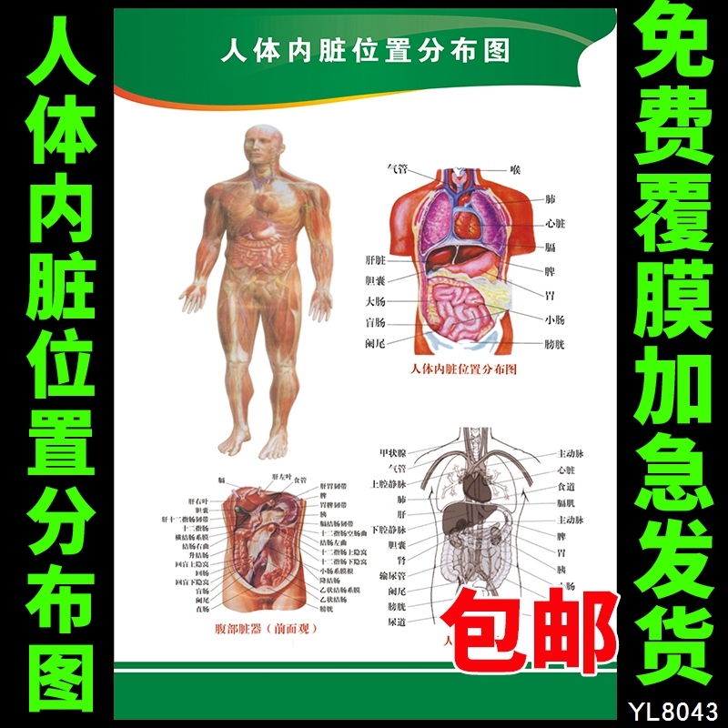 人体系统解剖挂图 人体内脏位置分布图 医院医学知识文化宣传海报