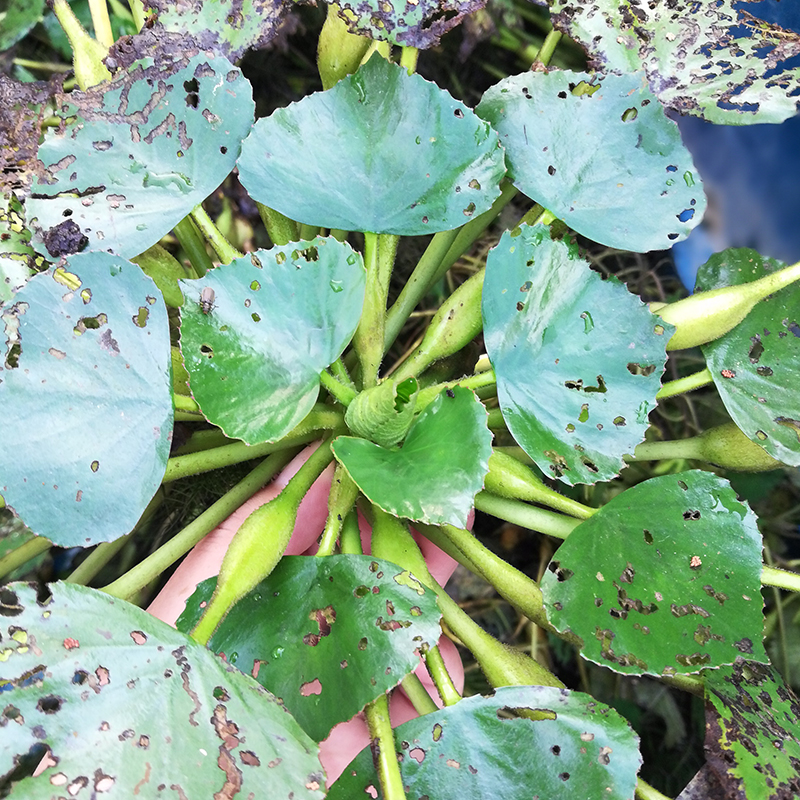 野生菱角苗水生植物漂浮型植物池塘绿化夏季青色菱角秧苗种子水草