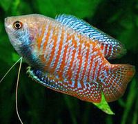 丽丽鱼-丽鱼彩裙鱼虎皮鱼黄蓝曼龙神仙鱼丽丽