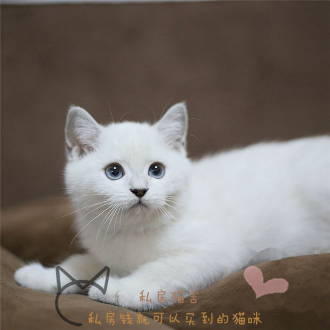 出售纯种渐层猫 银白色渐层幼猫活体 英国短毛猫 折耳猫宠物猫咪