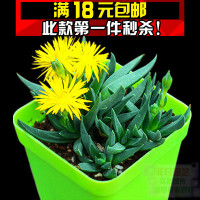 照波常年开花整盆一簇多株多肉少女景天科腿美性感长照片植物丝袜图片