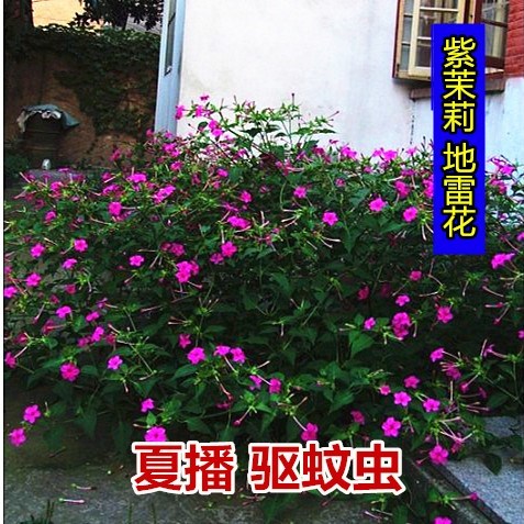 四季种植物种子花子地雷花紫茉莉庭院花卉夏易活花籽路边户外驱蚊