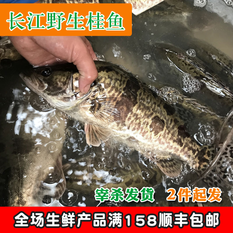 巢湖野生新鲜活体小河杂鱼溪鱼淡水新鲜鳜鱼贵桂鱼桂花鱼约500g