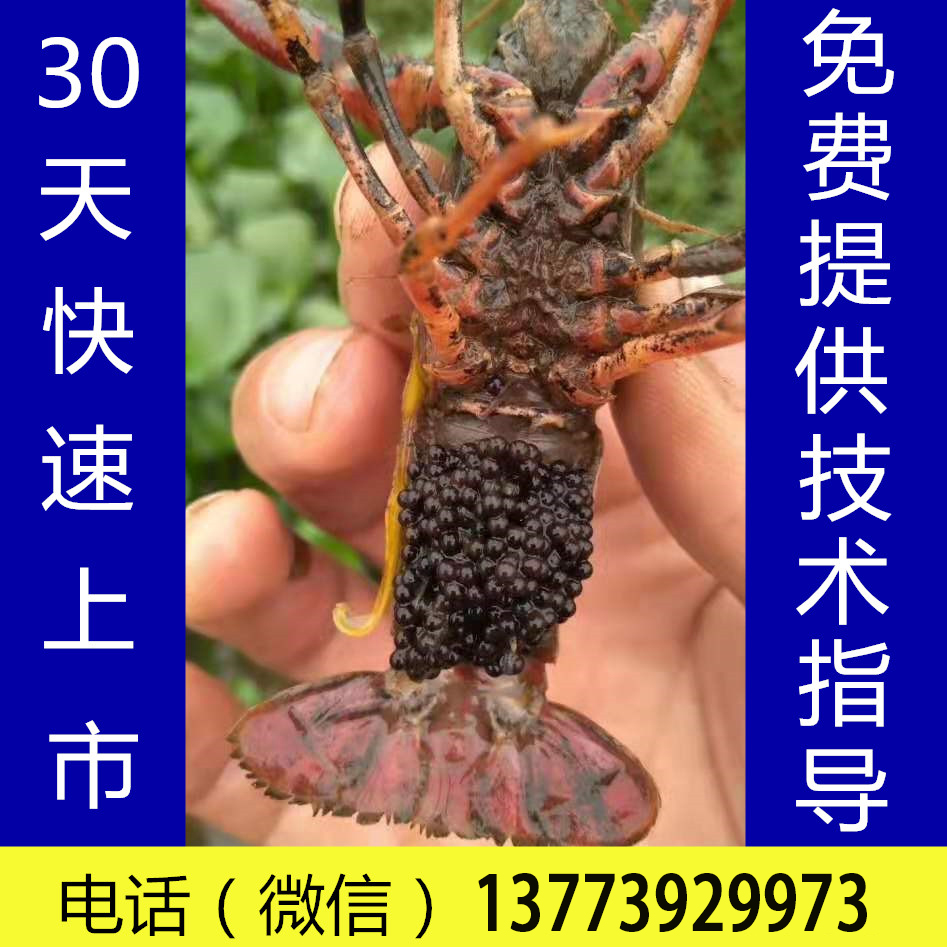 高产抱卵种虾苗淡水养殖种幼虾苗青虾苗鲜活虾特大型小龙虾苗活体