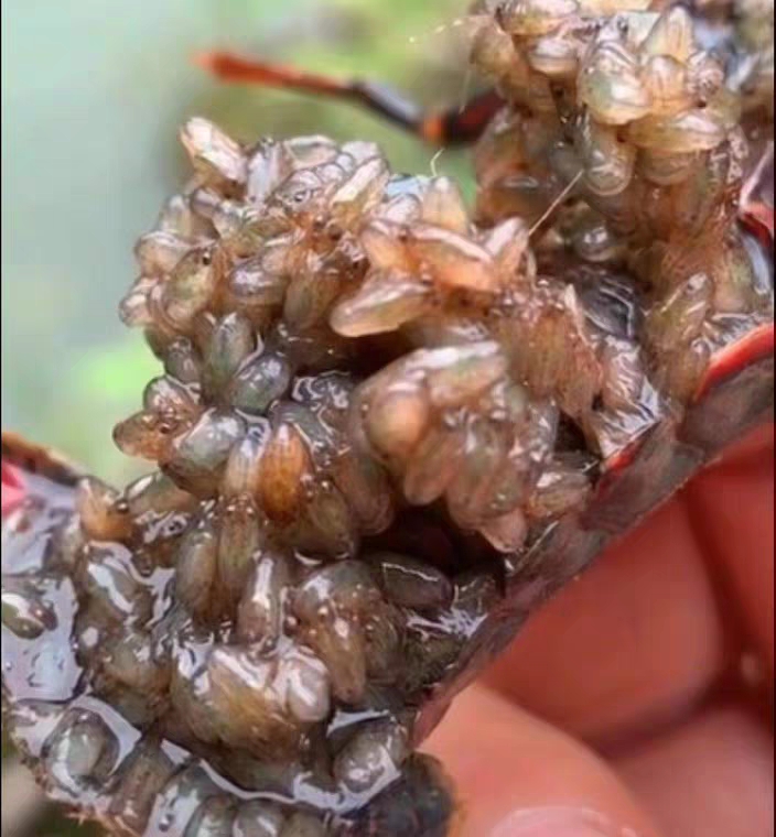 包邮小龙虾苗种虾抱卵青虾活体虾淡水养殖龙虾苗优质苗种培育