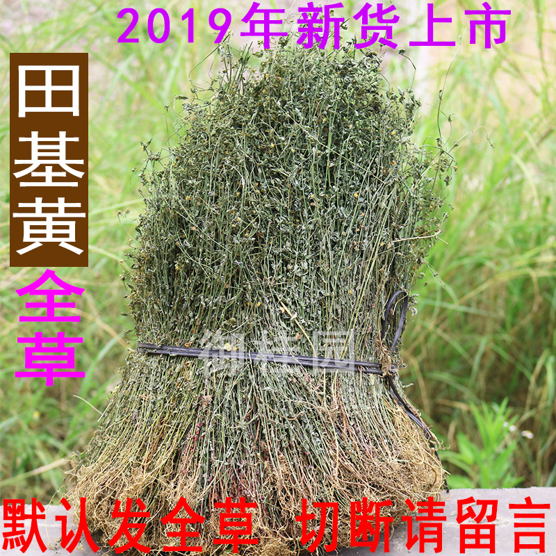 地耳草全草中药材田基黄野生新货雀舌草干品整株 500g 另售鸡骨草