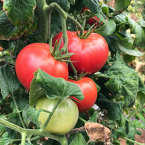 密云农家大沙瓤西红柿番茄新鲜蔬菜自然蜂熟宝宝辅食孕妇水果500g