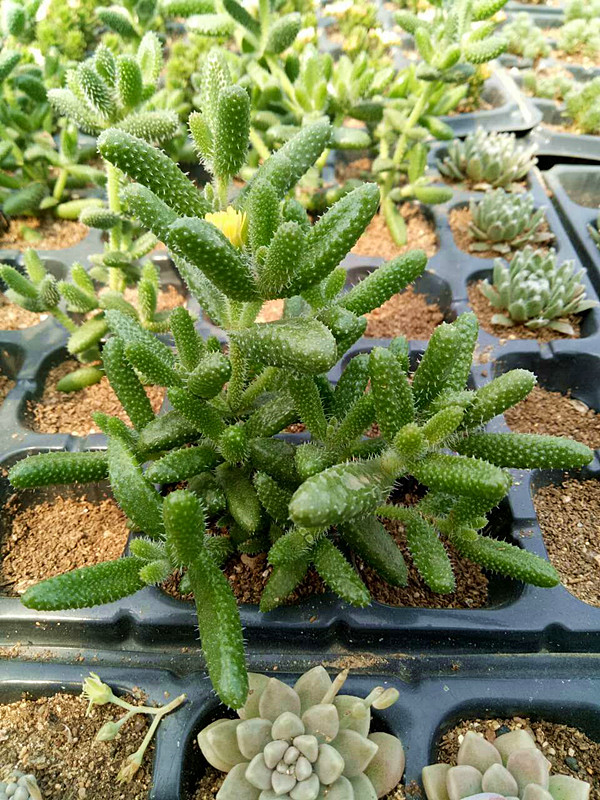 多肉植物 雷童番杏科 雷同桌面迷你盆栽小绿植 防辐射净化空气