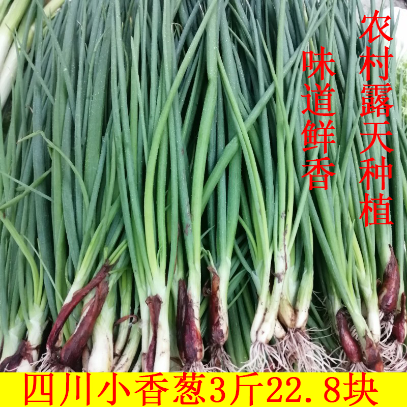 四川小葱新鲜蔬菜本地小香葱四季小葱小葱子红头小葱红皮小葱火葱