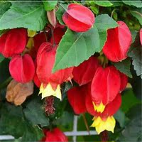 藤本花卉悬风铃花蔓性红灯笼花盆栽新品藤蔓植物四季盛开带花发货优惠价46.36元,红灯笼花盆栽新品藤蔓精心为您挑选-麦尔网购导航-网购宝