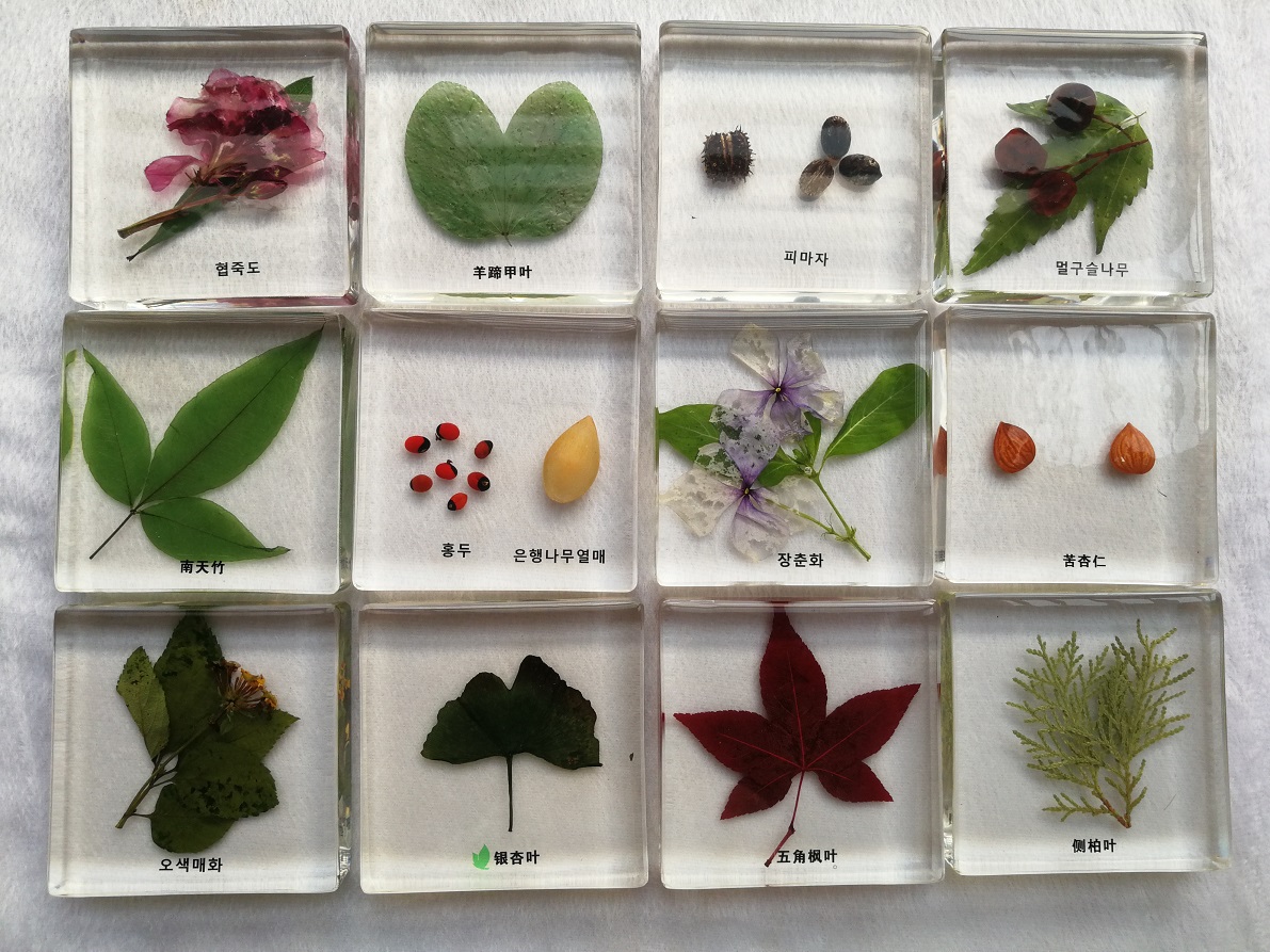 人工琥珀摆件 真实植物标本 花 种子中小学生礼物礼品 生物教学