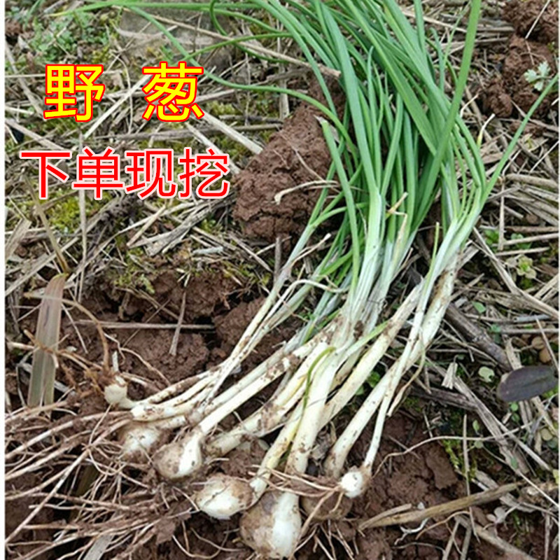 野蒜新鲜种植|野蒜新鲜做法|野蒜新鲜食谱|功效