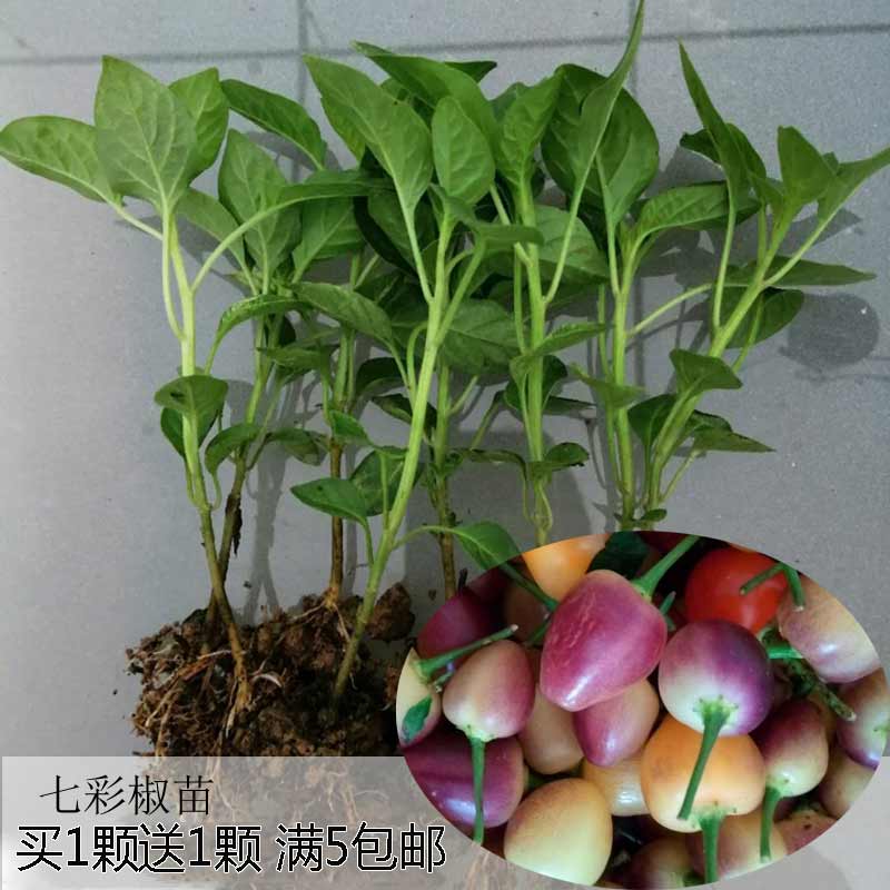 七彩辣椒辣七彩椒辣椒苗苗子五色椒苗盆栽四季种植食用辣椒种蔬菜