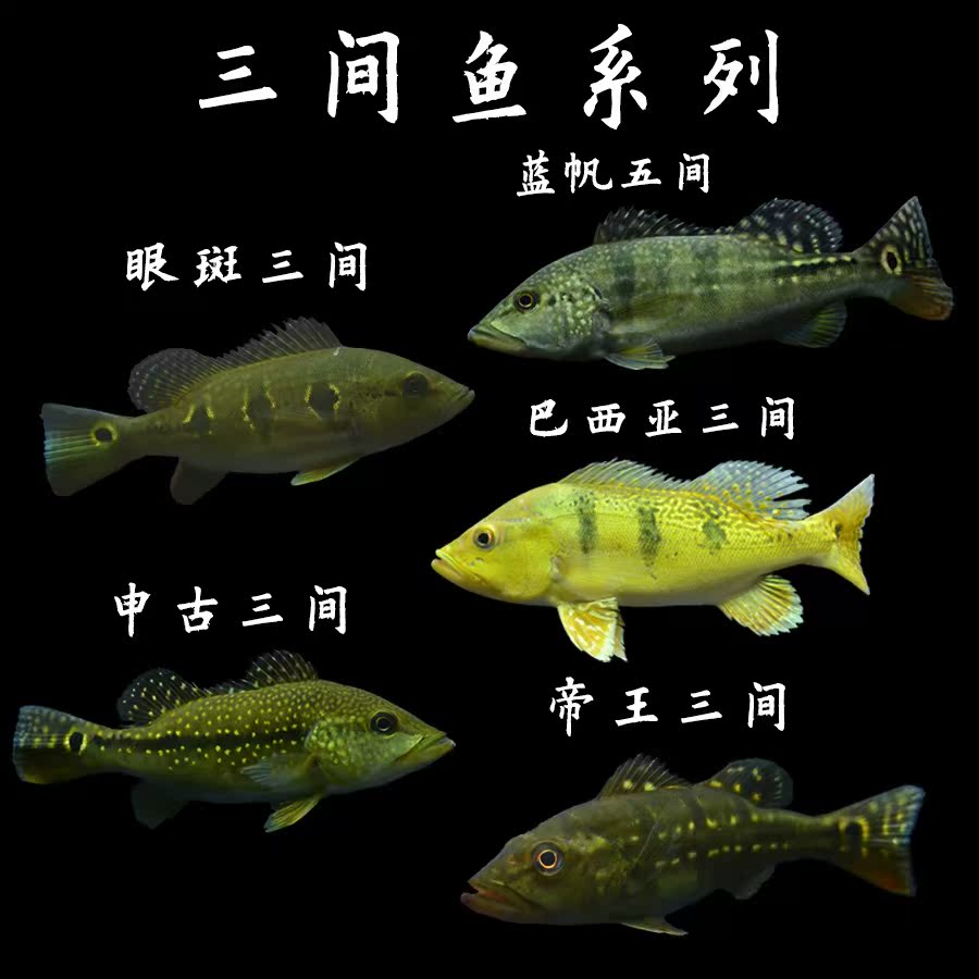 共30 件帝王三间鱼活体相关商品