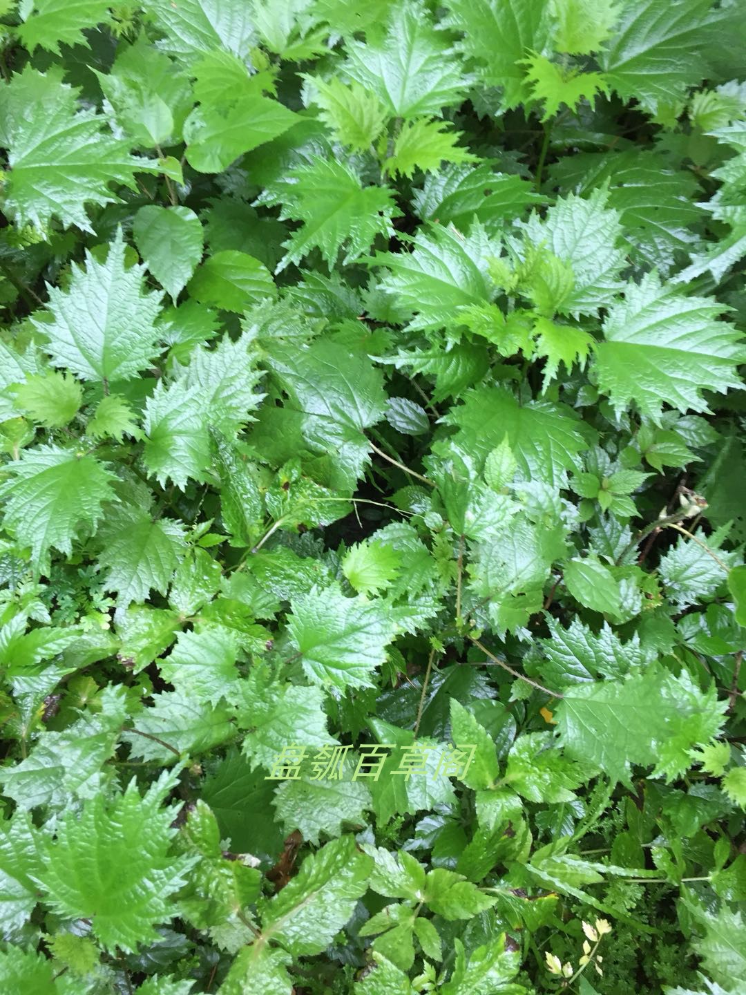 野生荨麻 白活麻 裂叶荨麻 活麻草 火鸡婆 新鲜500g包邮现采全株