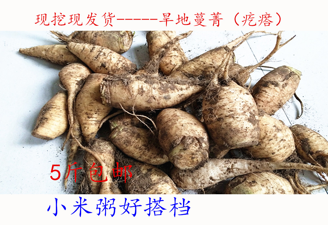 河北蔓菁疙瘩新鲜蔬菜农家自种蔓菁芥菜疙瘩老人儿童辅食5斤包邮
