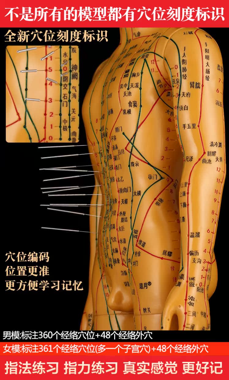 针灸穴位人体模型中医男女全身经络小铜人可扎针灸人模小人图硅胶