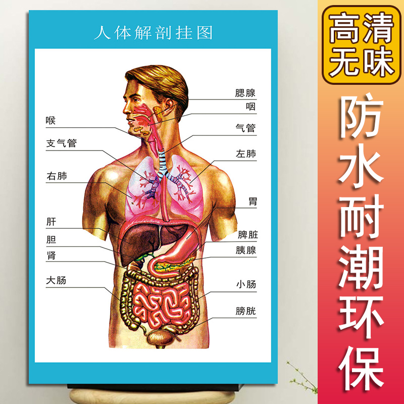人体解剖图结构示意图人体内脏器官骨骼肌肉构造挂图全身解刨图片