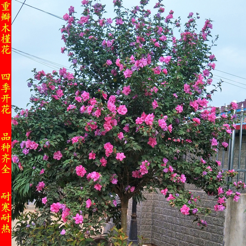 木槿花苗重瓣南方北方种植盆栽地栽四季常青庭院风景花卉树苗包邮