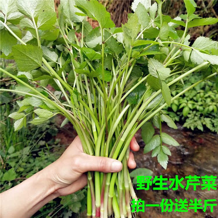 野生小叶水芹菜野菜新鲜现摘贵州农家特产青菜绿色时令蔬菜3斤装