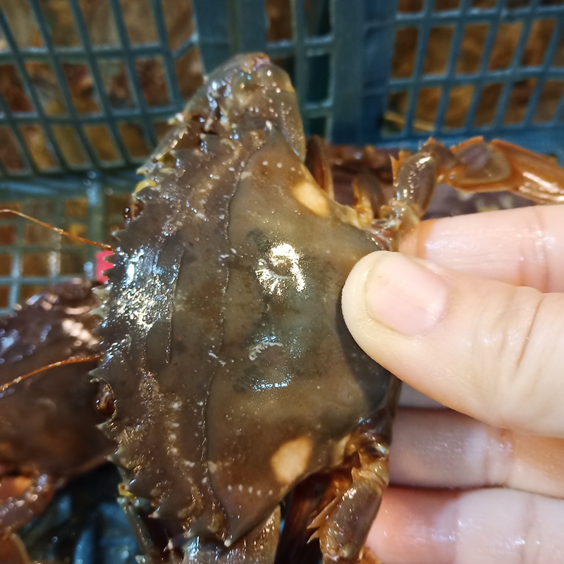 青岛海鲜水产花盖蟹鲜活海螃蟹石蟹青蟹花梭子蟹赤甲红2分包邮