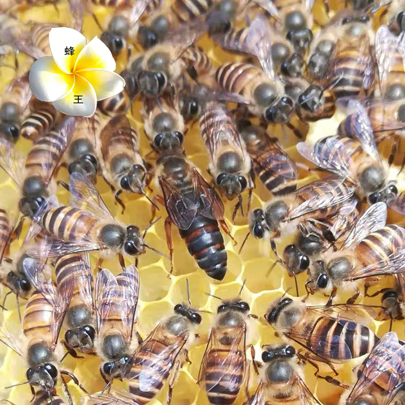 土蜂蜂王蜂王中华蜜蜂蜂王母蜂种蜂王蜂群红环高产中蜂开产王产卵