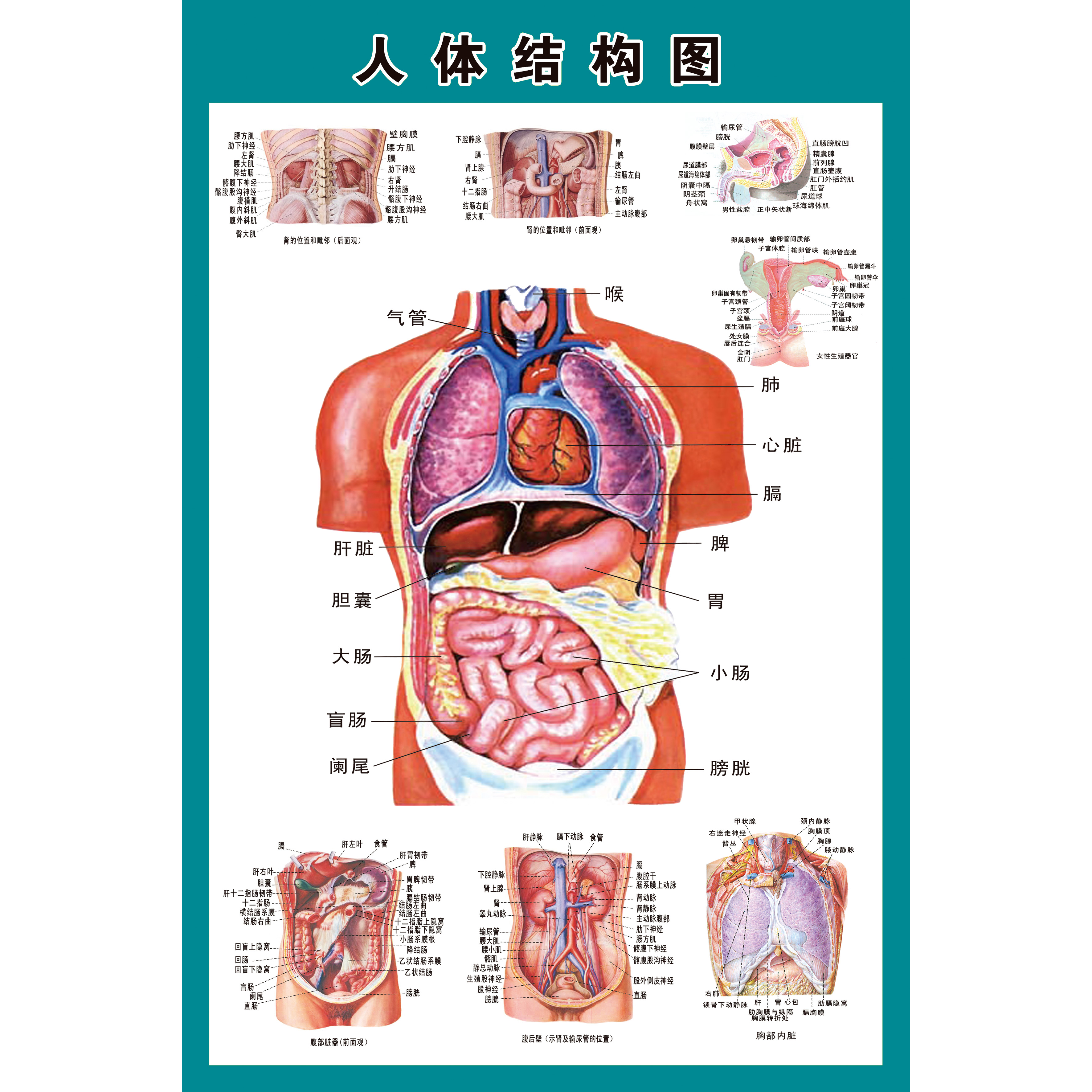 人体结构骨骼内脏消化神经血管肝胃生殖解剖系统示意图医学挂图