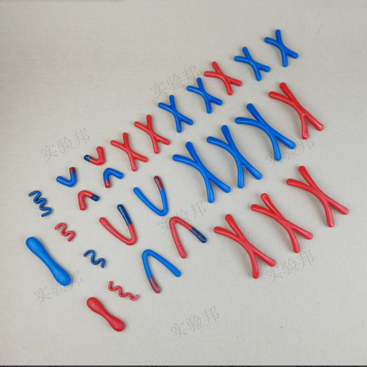 共106 件染色体模型相关商品