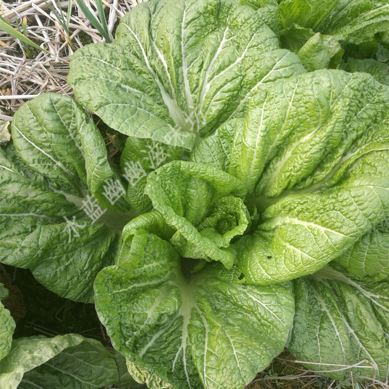 四川青菜新鲜泡青菜大叶青菜酸菜鱼宽邦青菜新老品种青菜5斤包邮