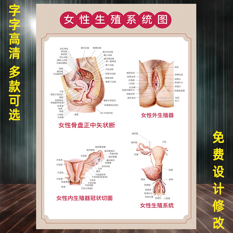 女性生殖系统挂图宣传画医学人体结构解剖图妇科子宫海报示意图片