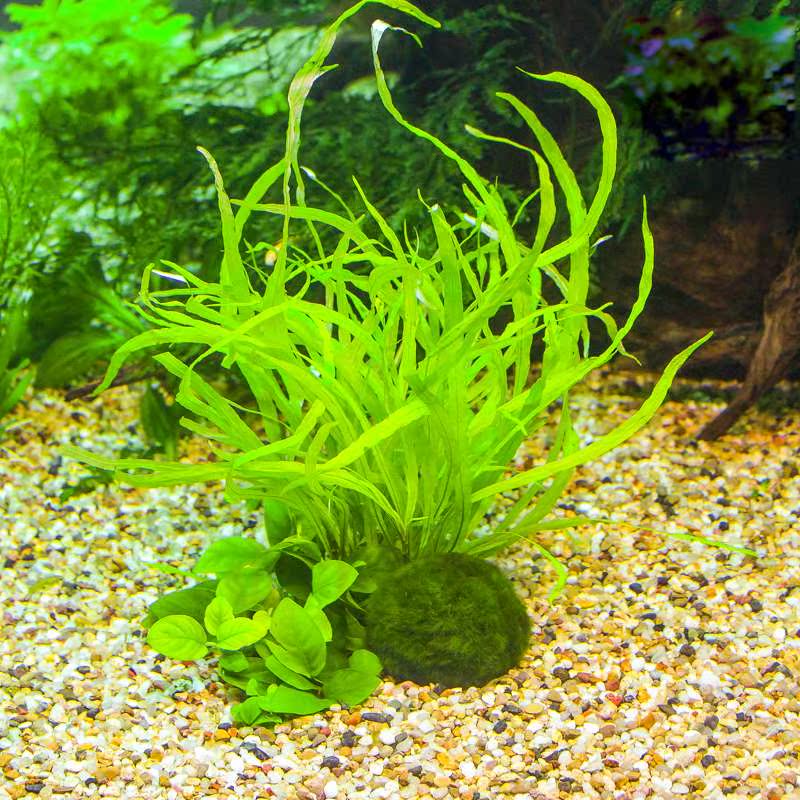 绿藻球造景海藻球活体阴性水草新手养虾植物鱼缸水族箱装饰marimo