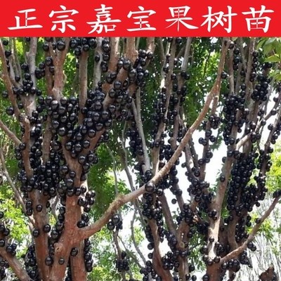 树葡萄沙巴嘉宝果树苗果树台湾品种庭院果树苗南方种植北方种植
