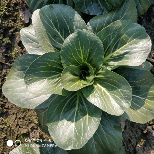 农家自种霜冻苏州青露天新鲜蔬菜霜冻矮脚太湖青菜黑菜大青菜5斤