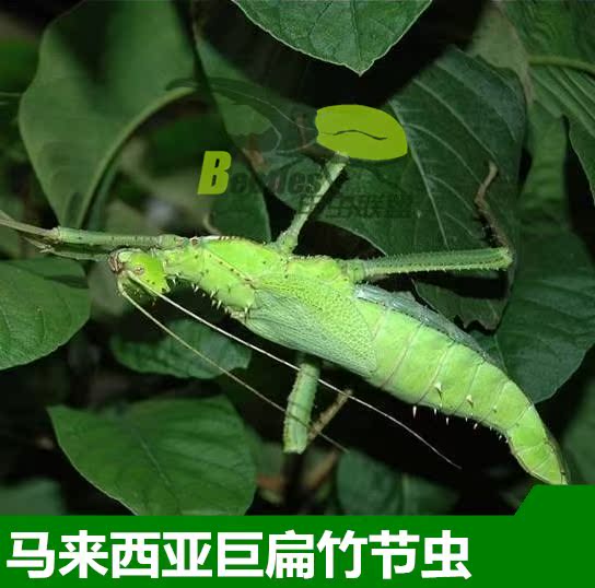 另类宠物马来巨扁竹节虫活体宠物昆虫活体叶子虫叶竹节虫活体