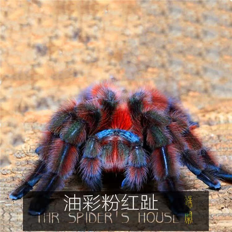 油彩粉红趾 1-1.5cm 蜘蛛活体宠物蜘蛛无毒超大活物火玫瑰蜘蛛