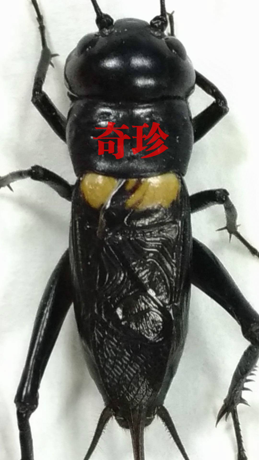 台湾双斑蟋蟀黄斑格斗油葫芦鸣虫野生斗虫大蛐蛐爬虫宠物观赏活体