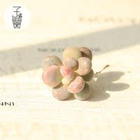 多肉植物醉美人缀化缀美人群生状态如图优惠价