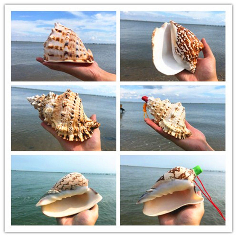 天然大海螺摆件贝壳家居礼品摆件旅游景区工艺品创意装饰品海螺壳