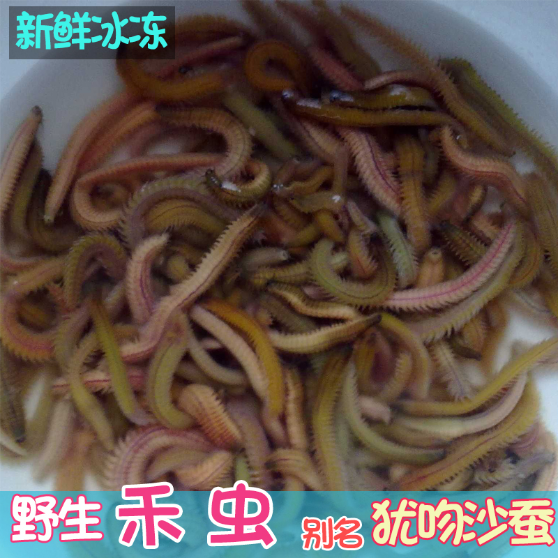 野生禾虫新鲜冰冻 疣吻沙蚕 神湾禾虫 鲜味昆虫野味顺丰包邮