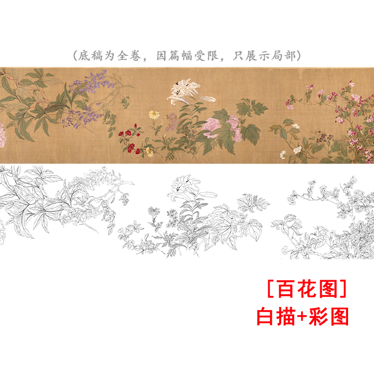 g040古画长卷清恽寿平百花图卷(全卷)白描底稿