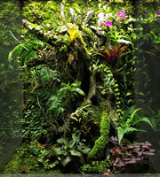 热带雨林历险记漫画书5-藓爬虫饲养箱变色龙蜥