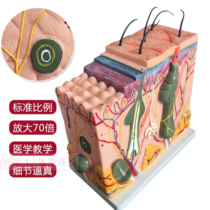 皮肤切面毛孔放大模型人体皮肤组织放大层次立体构造解剖整形包邮