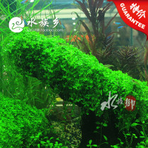 珍珠草,日本珍珠草,爬地珍珠草,迷你矮珍珠草--淘寶網