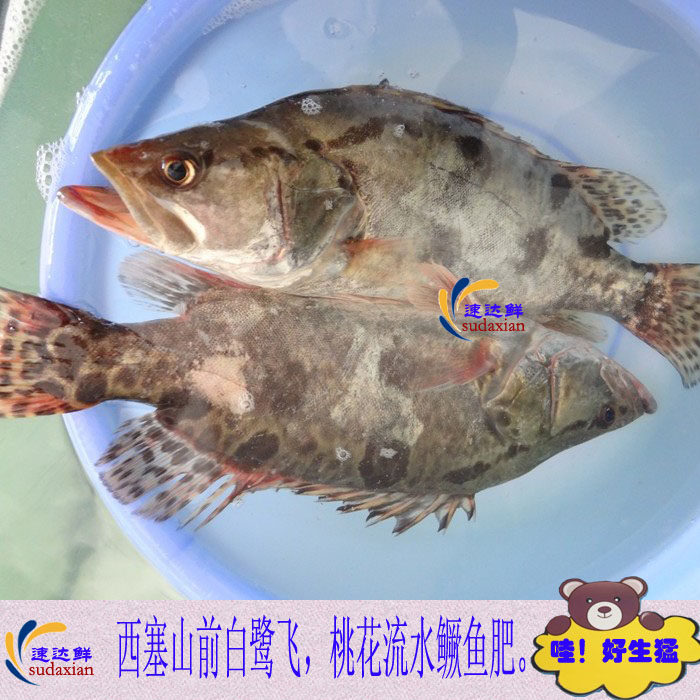 生猛河鲜 海鲜鲜活野生鳜鱼桂鱼桂花鱼鳌花鱼松鼠鱼 适合孕妇宝宝